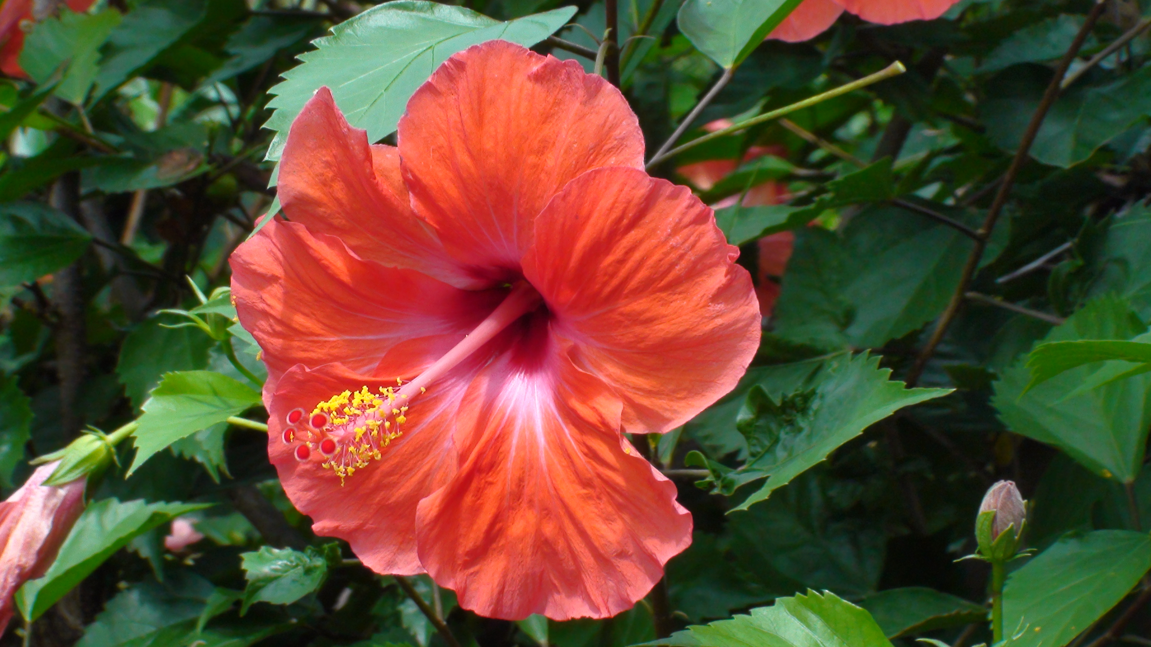 Placeholder  Image